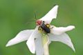 Cantharis rustica